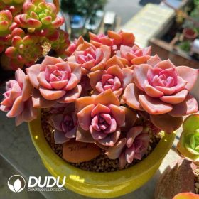 Graptoveria (1) Graptoveria (1)