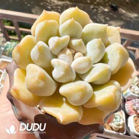 Graptoveria (2) Graptoveria (2)