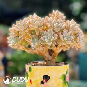 Graptoveria (3) Graptoveria (3)