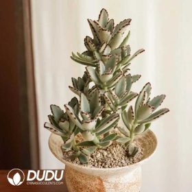 Kalanchoe (1)