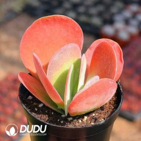 Kalanchoe (2)