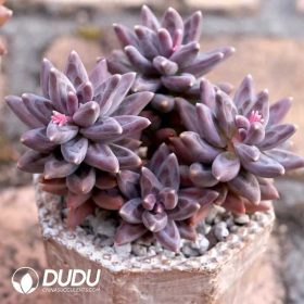 Pachyphytum (1)