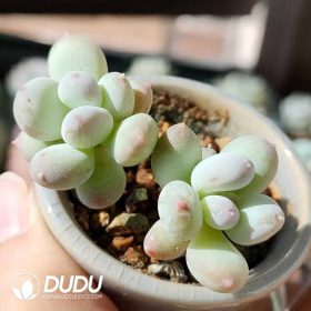 Pachyphytum (2)