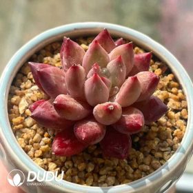 Pachyphytum (3)