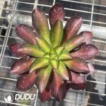 Aeonium Phantom Medial Variegated