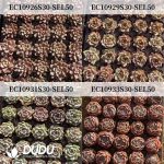 50Pcs Echeveria/Sempervivum Seedlings (Mix & Match 5+) - Image 2
