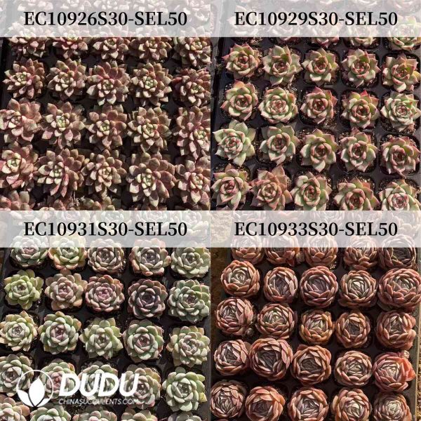 50Pcs Echeveria/Sempervivum Seedlings (Mix & Match 5+) - Image 2