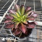 Aeonium Phantom Medial Variegated - Image 2