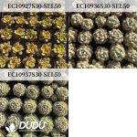 50Pcs Echeveria/Sempervivum Seedlings (Mix & Match 5+) - Image 3