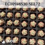 72Pcs Echeveria/Graptopetalum Seedlings (Mix & Match 5+) - Image 3