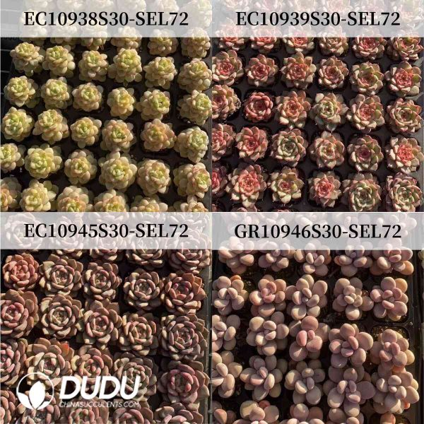 72Pcs Echeveria/Graptopetalum Seedlings (Mix & Match 5+) - Image 2