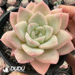 Echeveria Cheese Milk Tea