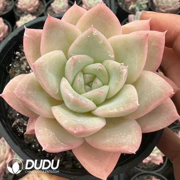 e201-1.jpg Echeveria Cheese Milk Tea - Image 1