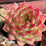 Echeveria Nightingale