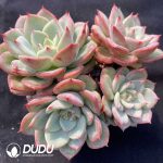 Echeveria Salmon Clustering