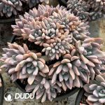 Graptoveria Opalina Cristata