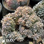 Graptoveria Xylitol Cristata