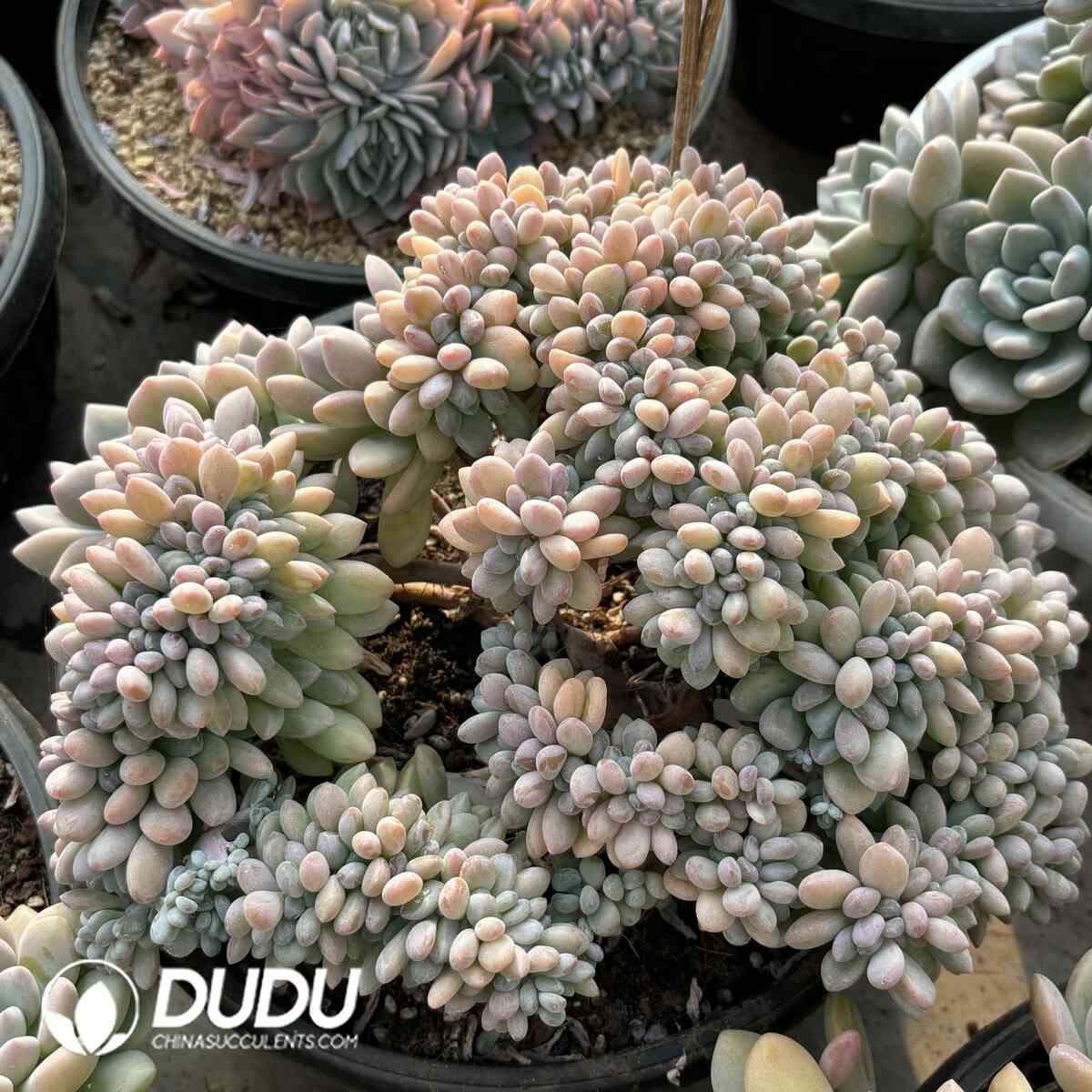 e201-1001.jpg Graptoveria Xylitol Cristata - Image 1