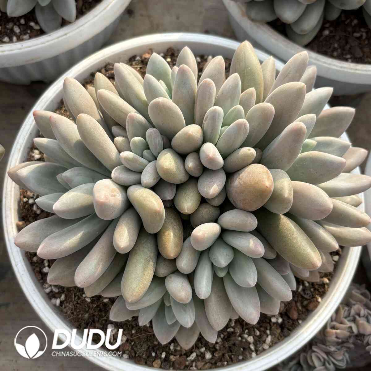 e201-1003.jpg Pachyphytum Original Yu Beauty Clustering - Image 1