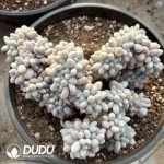 Graptopetalum Tangyuan Cristata