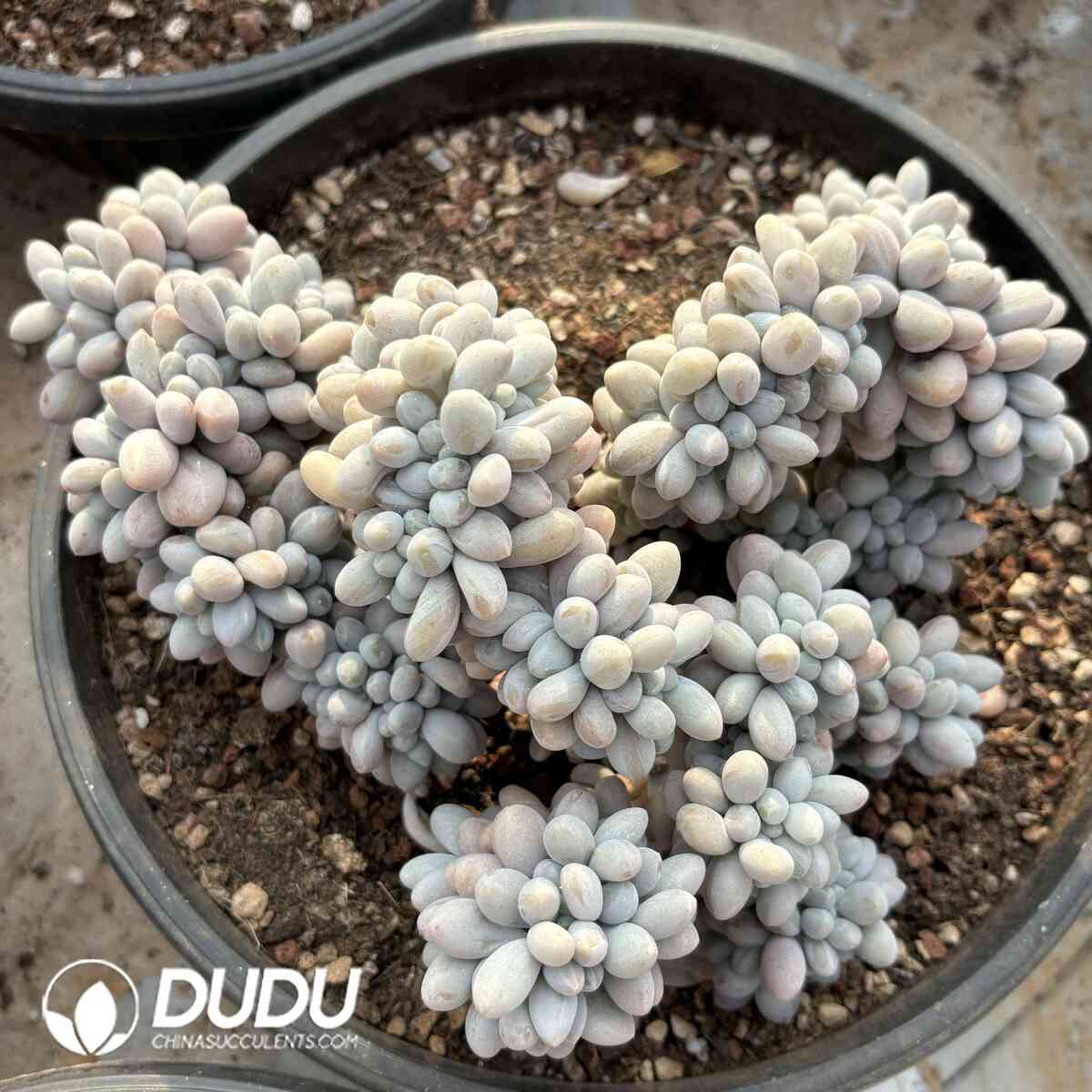 e201-1004.jpg Graptopetalum Tangyuan Cristata - Image 1