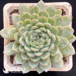 Echeveria Snow Jenny