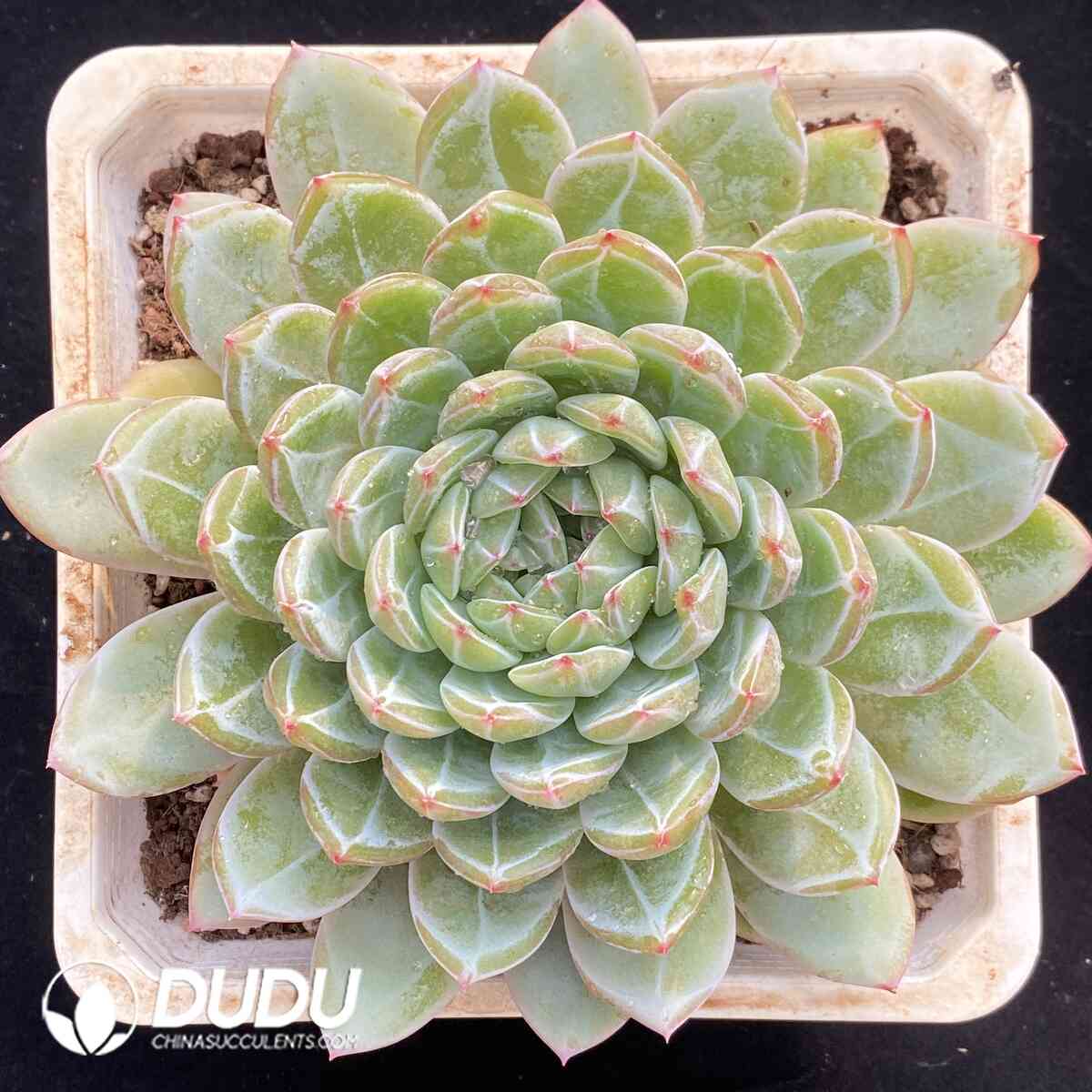 e201-1007.jpg Echeveria Snow Jenny - Image 1