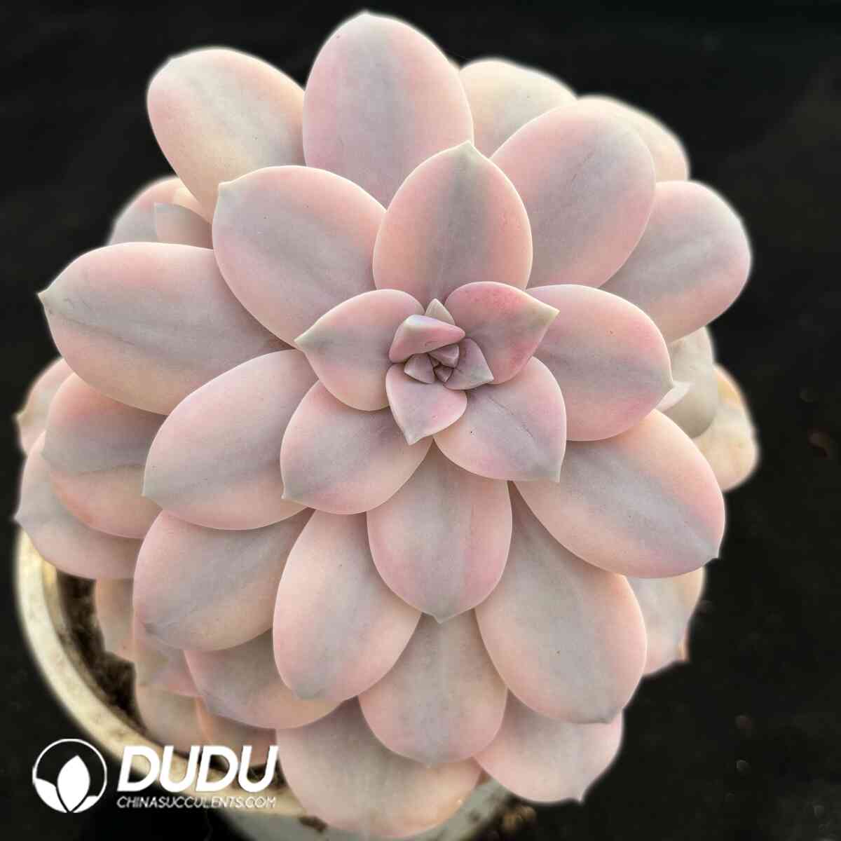 e201-1009.jpg Graptopetalum Superbum Variegated - Image 1