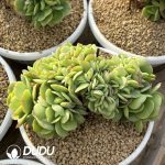 Echeveria Peach Pride Cristata