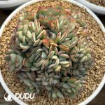 Echeveria Peony Pavilion Cristata