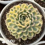 Echeveria Strawberry Ice Variegated