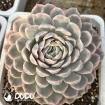 Echeveria Snowball Variegated