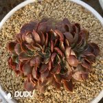 Echeveria Red Light Cristata