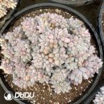 Pachyphytum Solomon Cristata