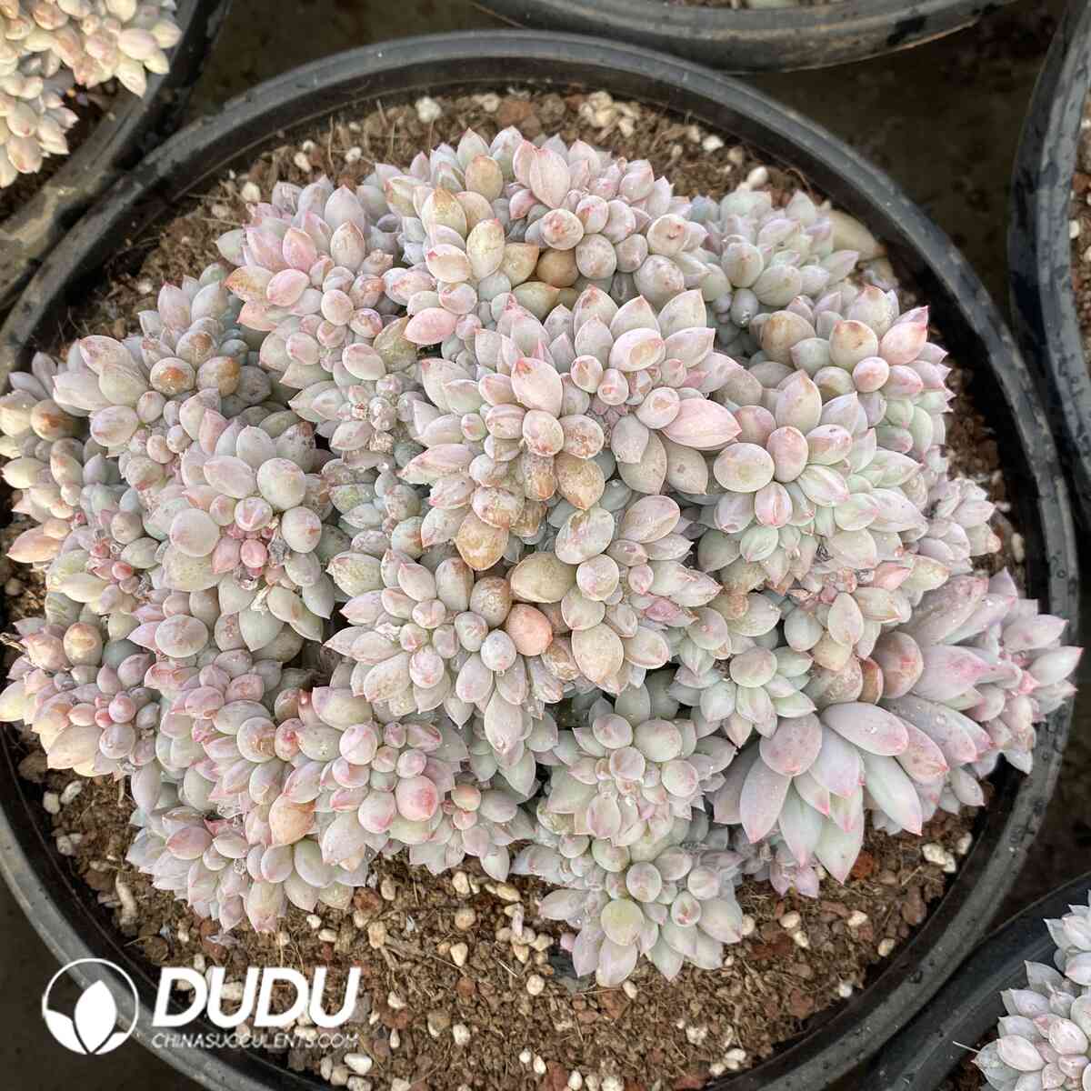 e201-1017.jpg Pachyphytum Solomon Cristata - Image 1