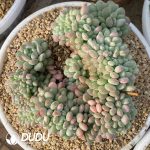 Echeveria Little Lantern Cristata