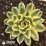 Echeveria Asna Variegated