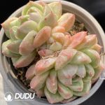 Echeveria Little Elf Double Head