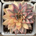 Echeveria Moon Goddess Variegated
