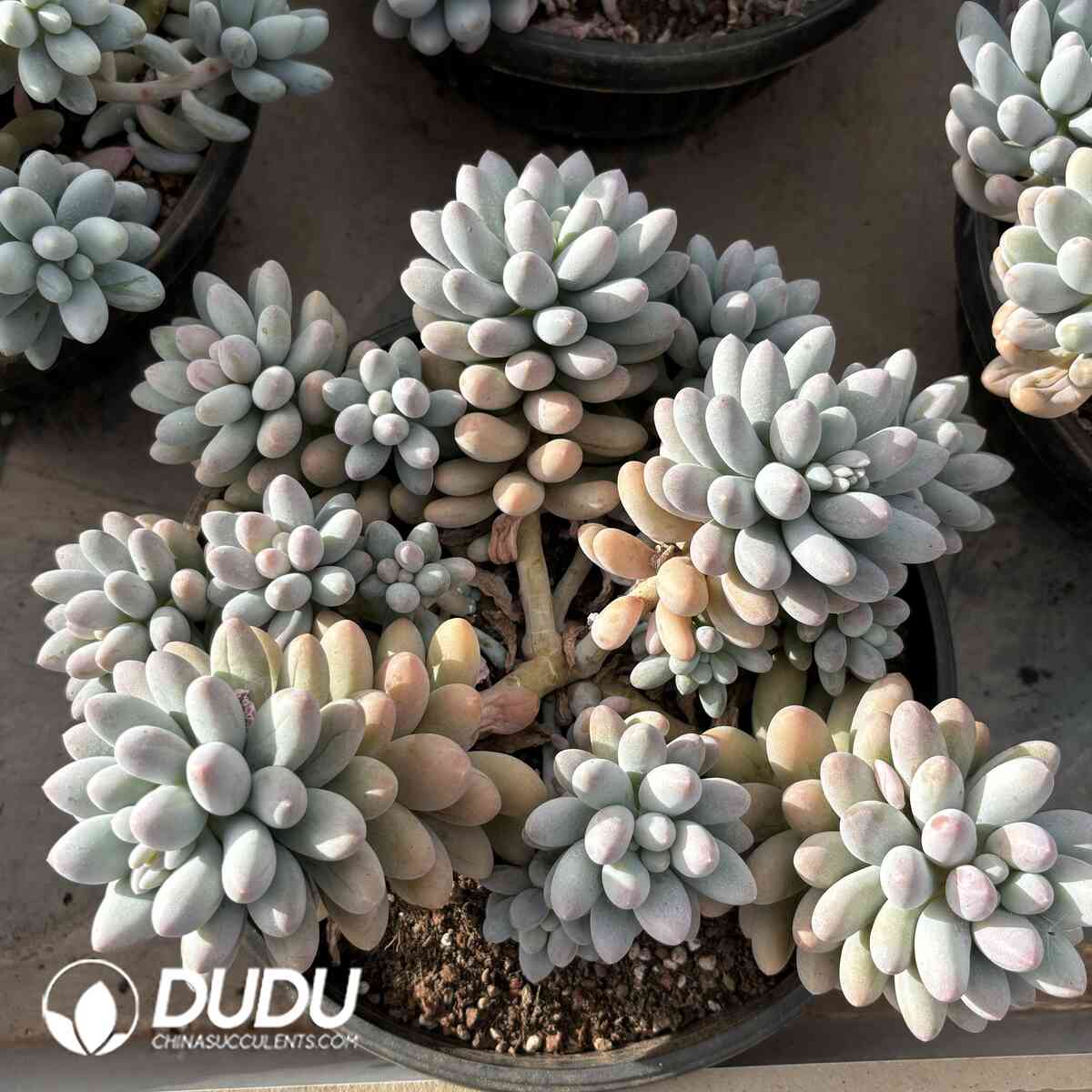 e201-1021.jpg Echeveria Andorra Clustering - Image 1