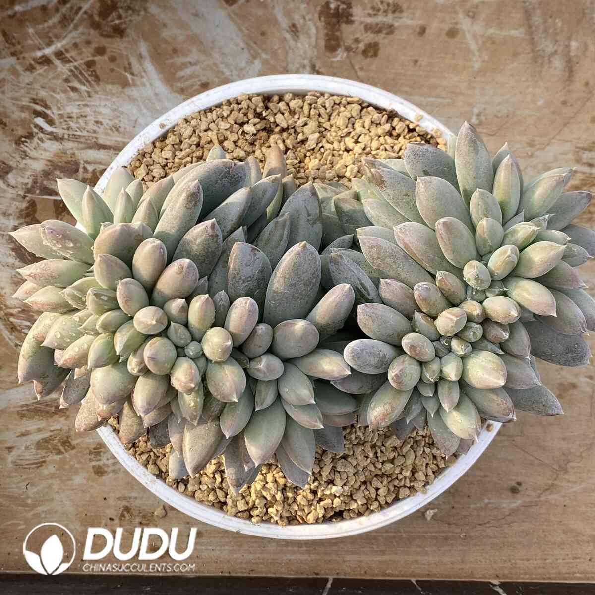 e201-1022.jpg Pachyphytum Gothic Cristata - Image 1