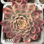Echeveria Pink Crystal