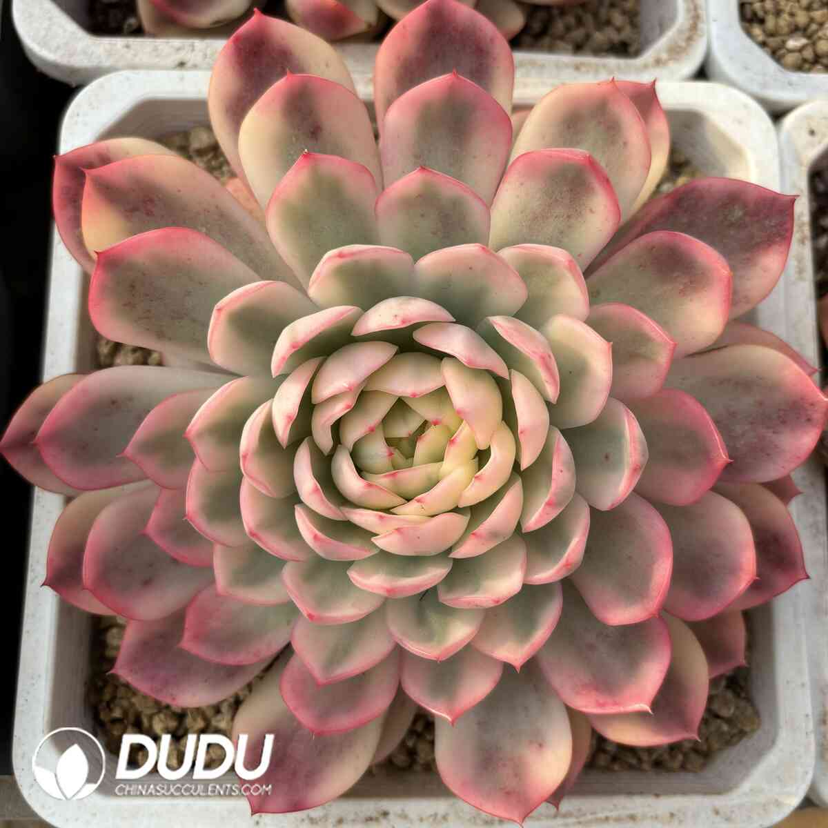 e201-1023.jpg Echeveria Pink Crystal - Image 1