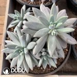 Pachyphytum Gothic Clustering