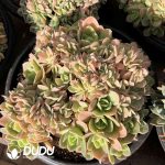 Pachyphytum Silk Cristata