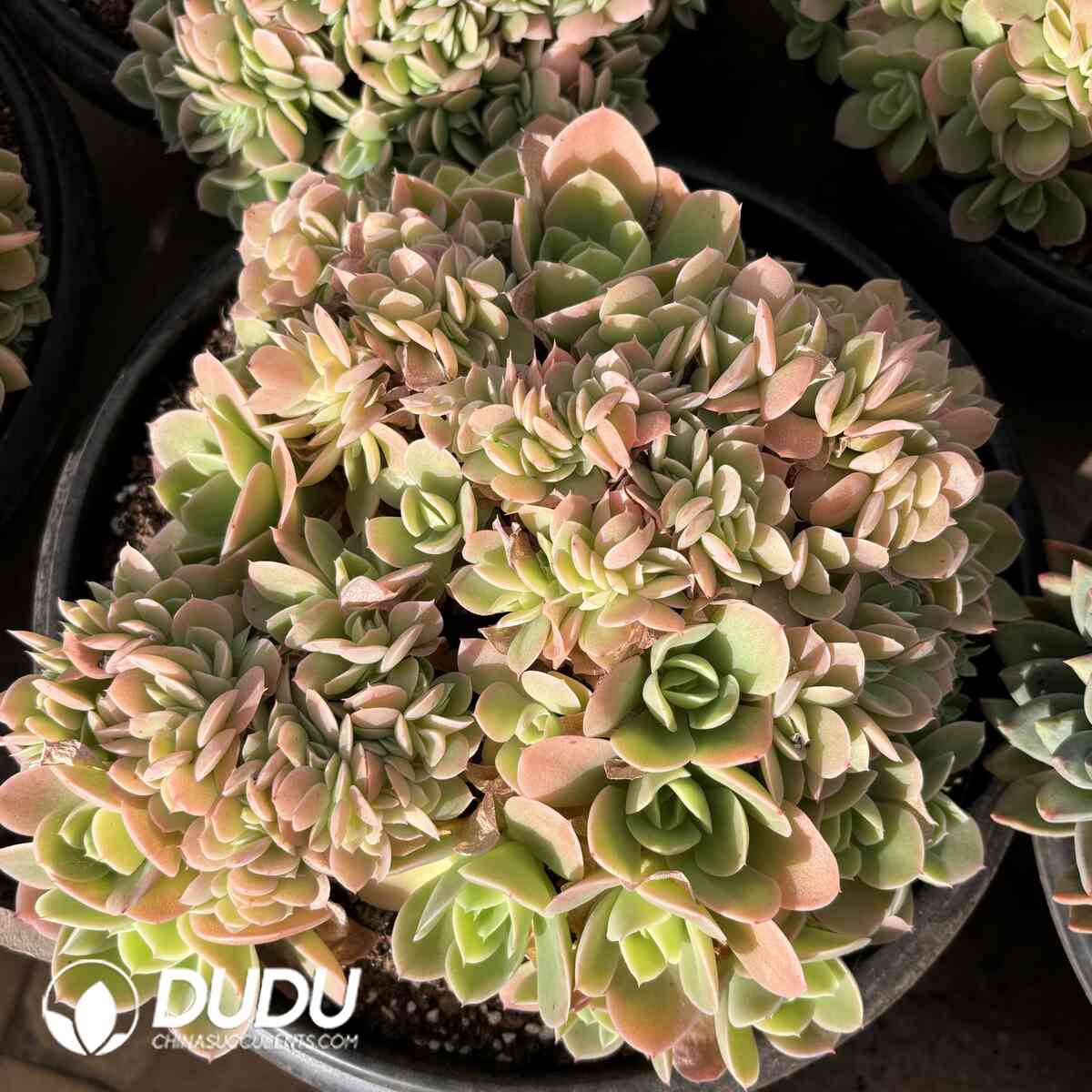 e201-1025.jpg Pachyphytum Silk Cristata - Image 1