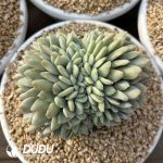 Echeveria Orange Variegated Cristata