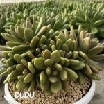 Echeveria Mango Milk Clustering