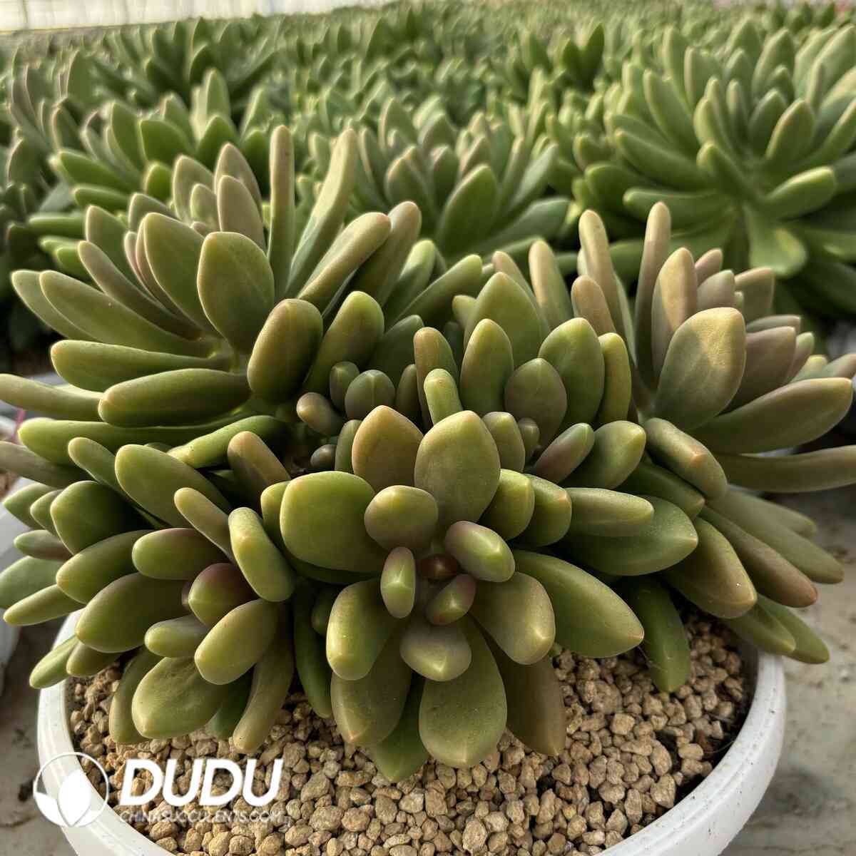 e201-1027.jpg Echeveria Mango Milk Clustering - Image 1