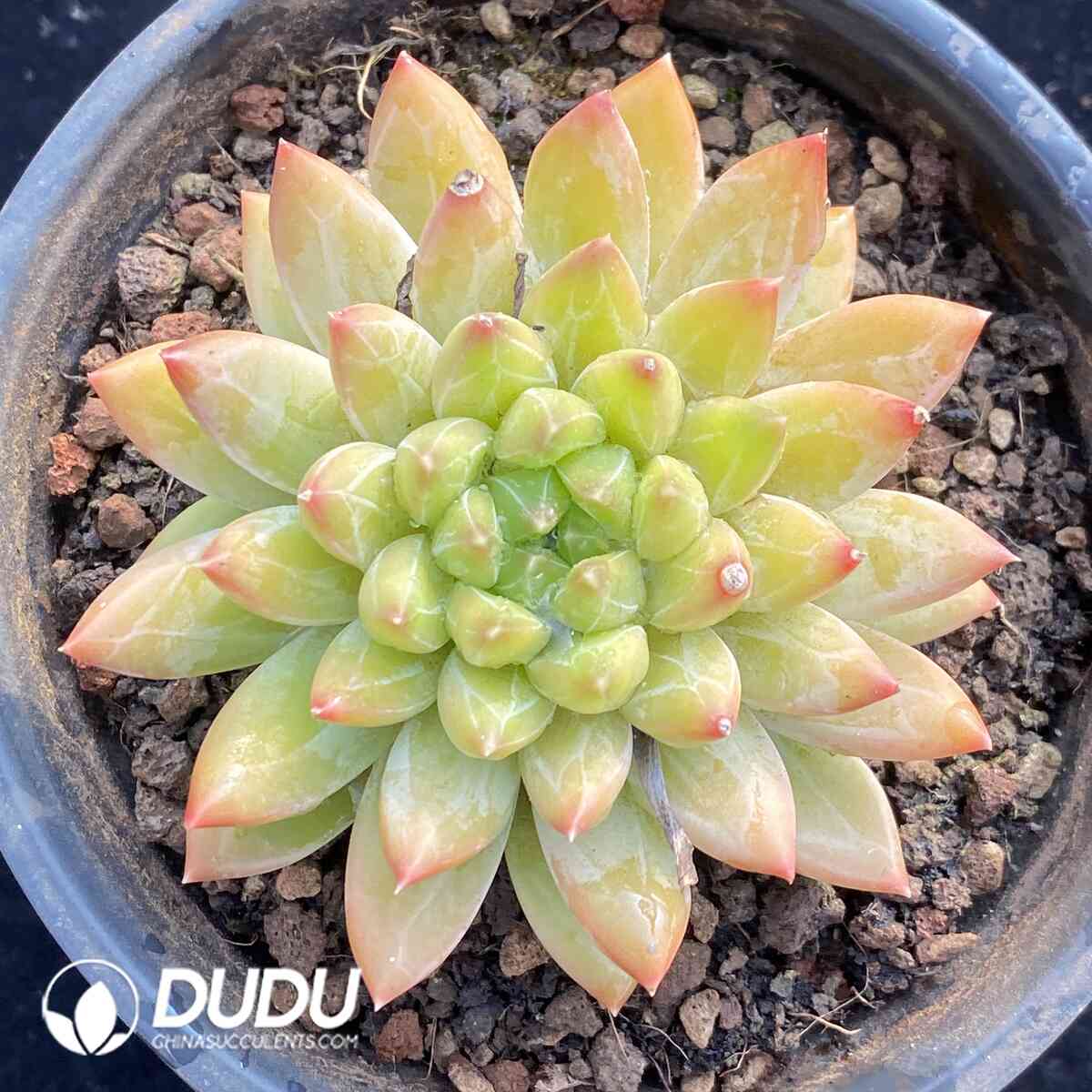 e201-1028.jpg Echeveria Star Trek - Image 1